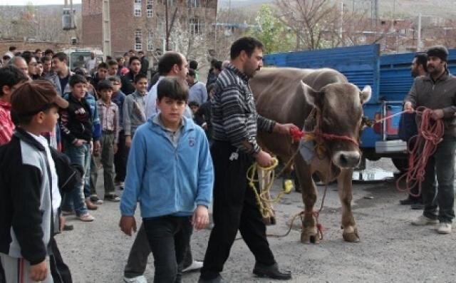 سرگرمی | مهاجرت