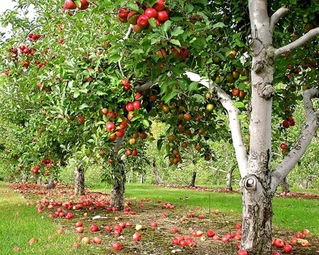 بیماری