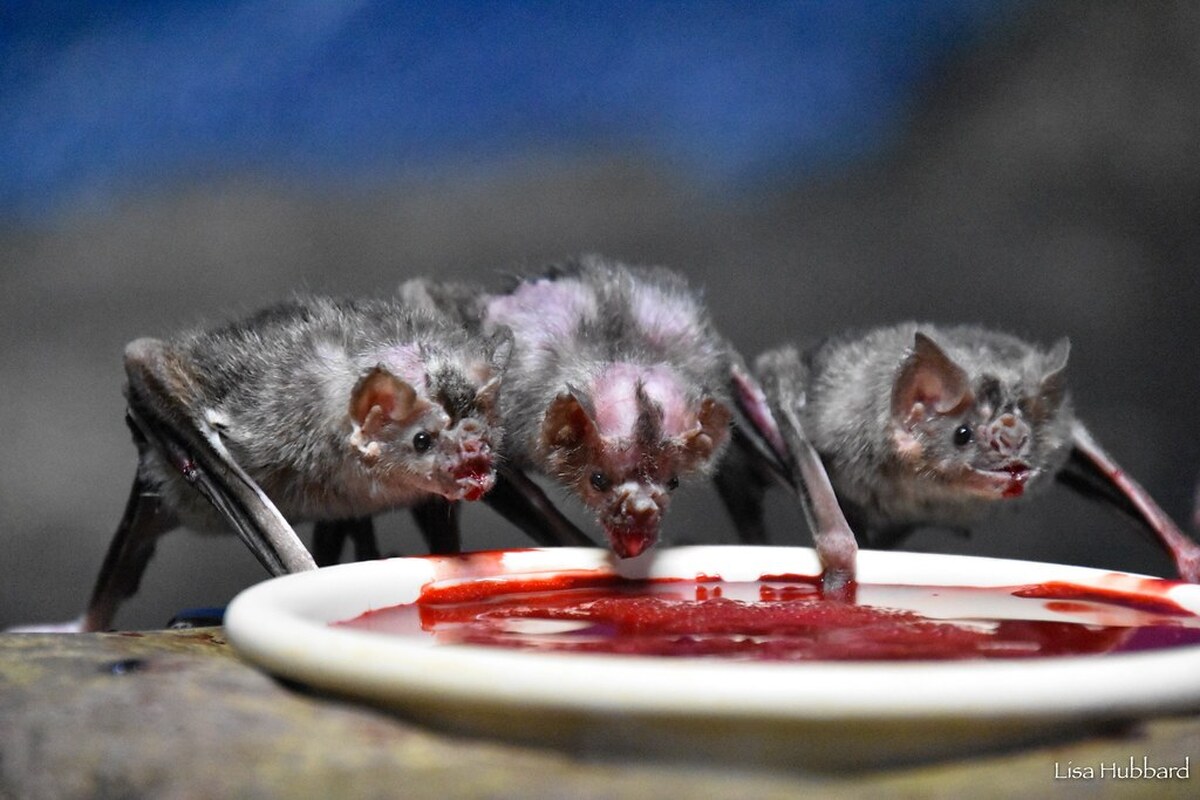 خفاش‌ها از روی نوع‌دوستی گرسنگان جامعه‌شان را سیر می‌کنند! +فیلم