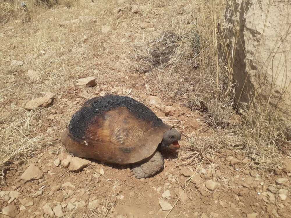 گردشگری